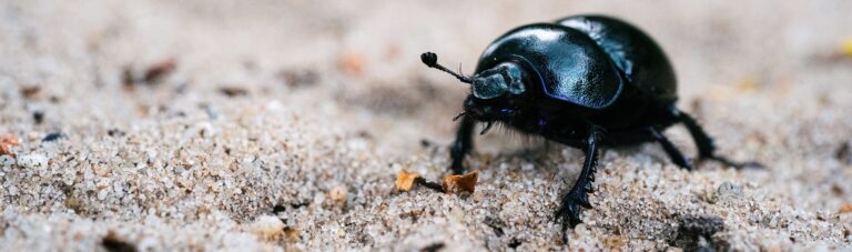 Black dung beetle