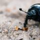 Black dung beetle