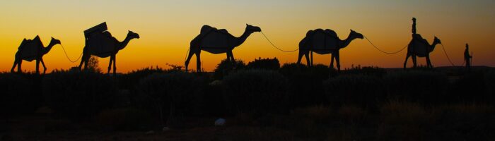 Birdsville camels