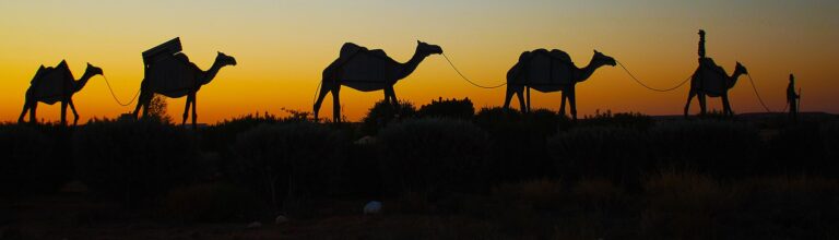 Birdsville camels