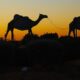 Birdsville camels