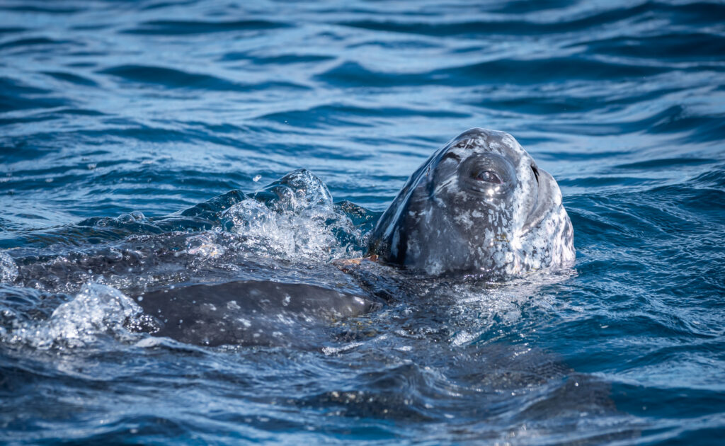 Western Pacific leatherback turtle