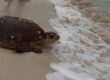 Qld turtle rescue