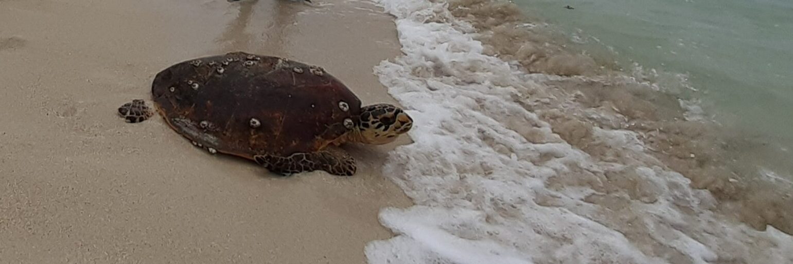 Qld turtle rescue