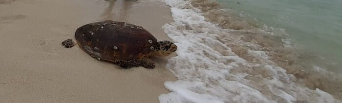 Qld turtle rescue