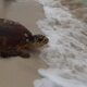 Qld turtle rescue