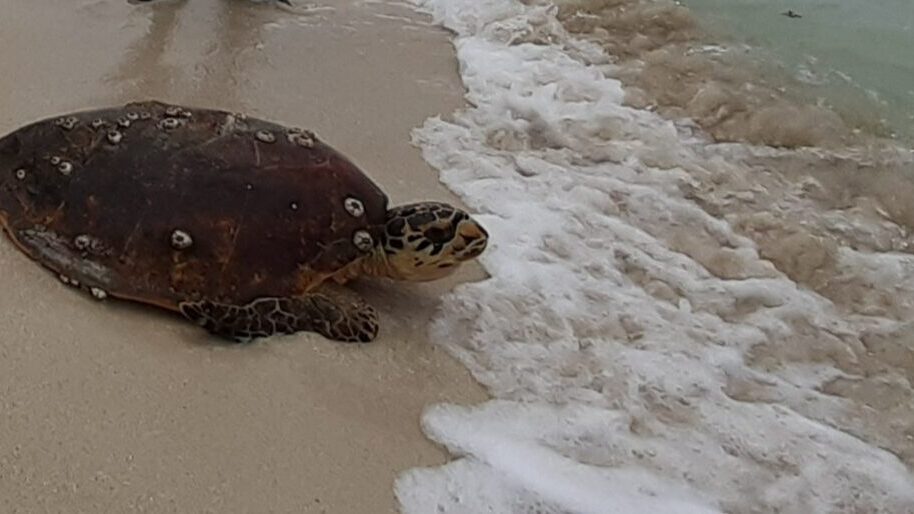 Qld turtle rescue