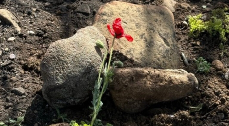 Chunuk Bair remains