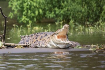 crocodiles