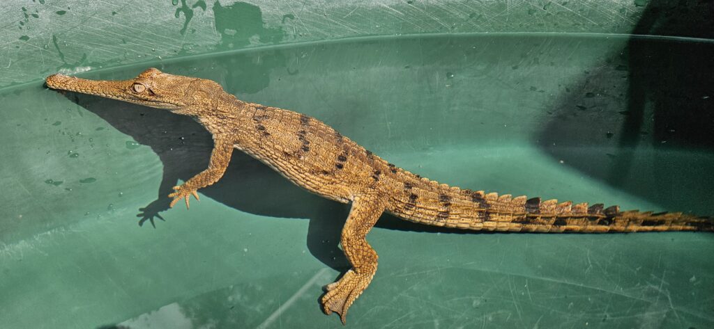 freshwater-crocodile