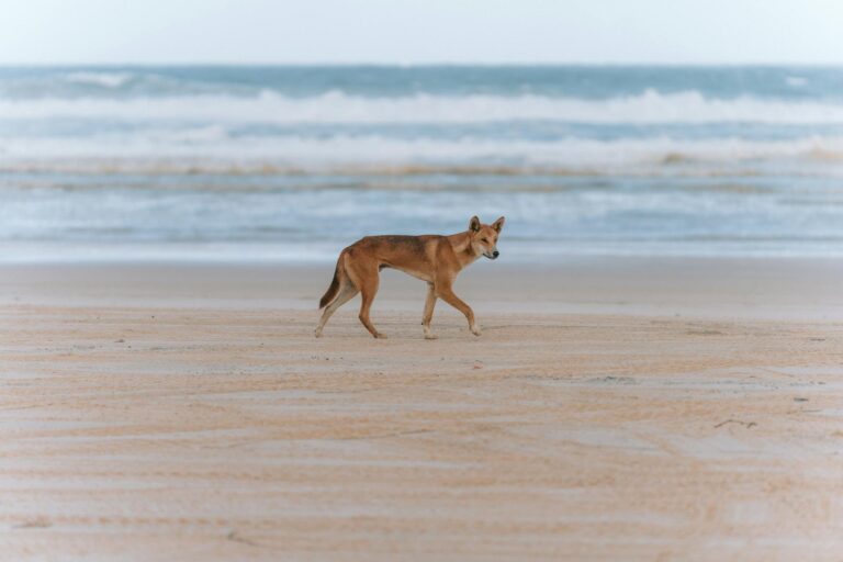 dingo k'gari