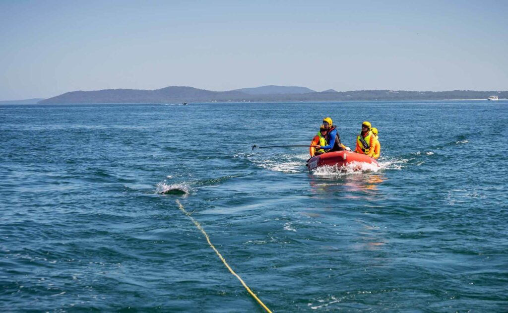Whale rescue training