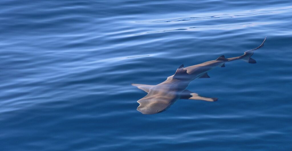 Aerial shark patrols in South Australia have been extended another four weekends. Photo: xiSerge/Pixabay