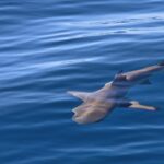 Bull sharks likely to be busier after recent heavy rain, NSW Govt warns