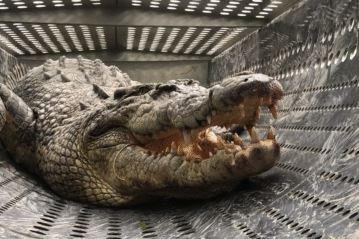 The 3.4m crocodile caught in Ingham. Photo: Qld Government.