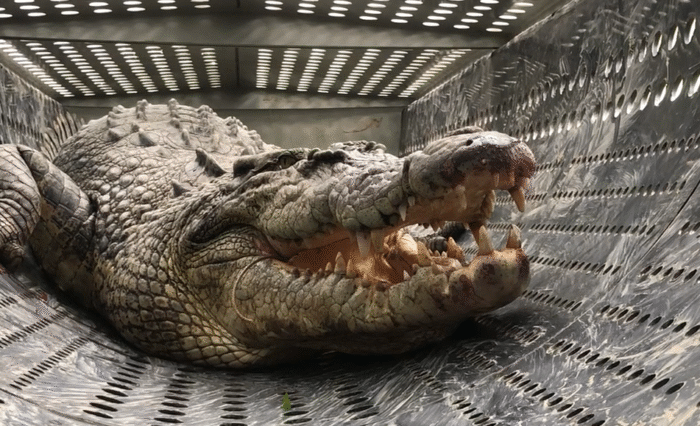 The 3.4m crocodile caught in Ingham. Photo: Qld Government.