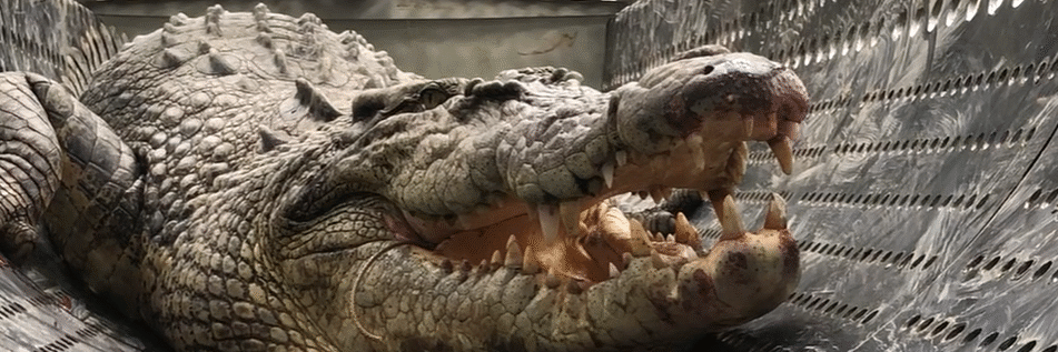 The 3.4m crocodile caught in Ingham. Photo: Qld Government.