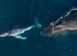 A humpback calf with mother off the Kiama coast, NSW. Photo: Vanessa Risku