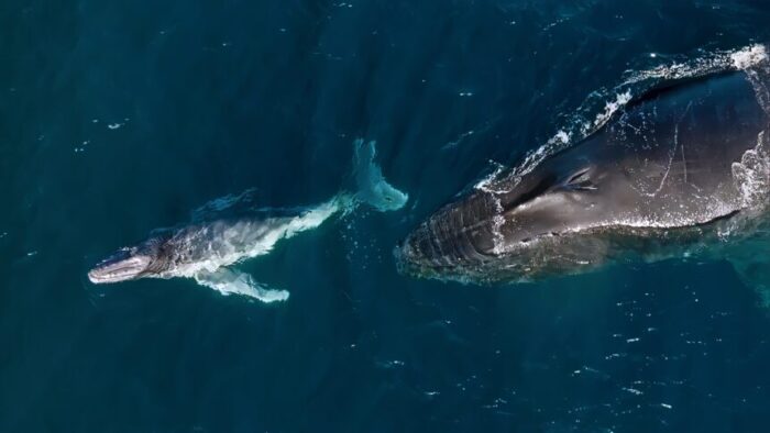 A humpback calf with mother off the Kiama coast, NSW. Photo: Vanessa Risku