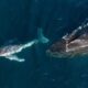 A humpback calf with mother off the Kiama coast, NSW. Photo: Vanessa Risku