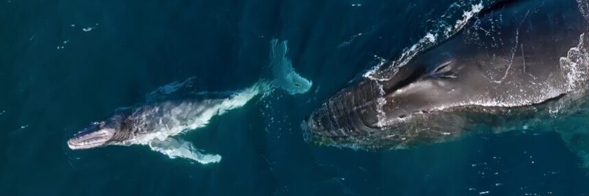 A humpback calf with mother off the Kiama coast, NSW. Photo: Vanessa Risku
