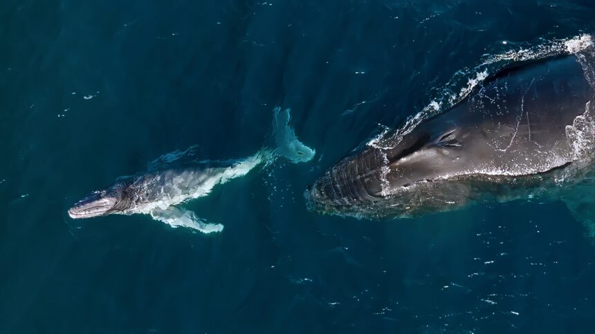 A humpback calf with mother off the Kiama coast, NSW. Photo: Vanessa Risku
