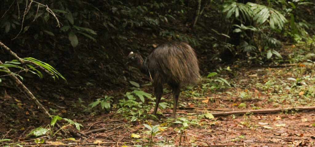The cassowary is released into the rainforest. Photo: Qld Department of Environment