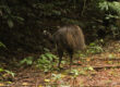 The cassowary is released into the rainforest. Photo: Qld Department of Environment