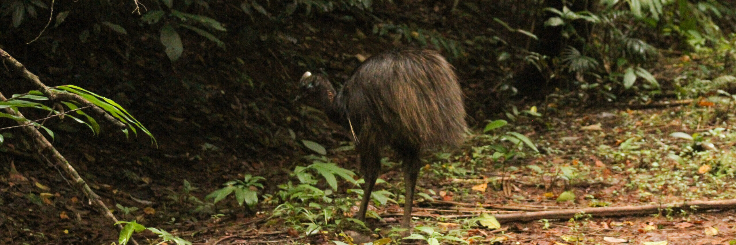 The cassowary is released into the rainforest. Photo: Qld Department of Environment