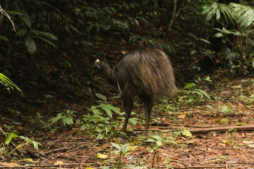 The cassowary is released into the rainforest. Photo: Qld Department of Environment