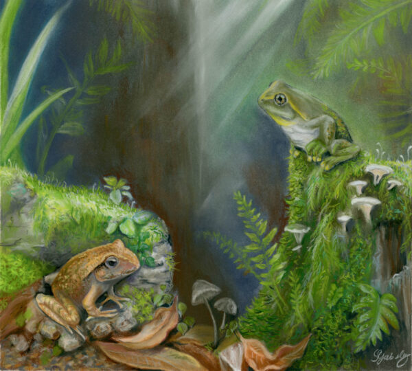A drawing of the new prehistoric species (right) and a previous discovered species (left), both from Murgon. Image: Samantha Yabsley.