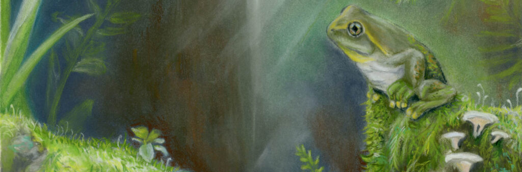 An artistic impression of the newly discovered frog species (right) and a previously described species (left), both from Murgon. Image: Samantha Yabsley.