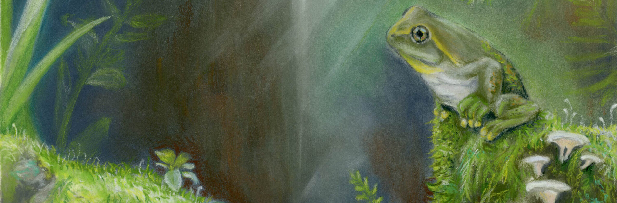 An artistic impression of the newly discovered frog species (right) and a previously described species (left), both from Murgon. Image: Samantha Yabsley.