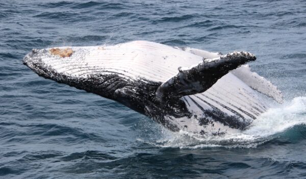 A humpback breaches off Moreton Island, Brisbane, during its northern migration. Photo cour-tesy of ANDREW KACIMAIWAI.
