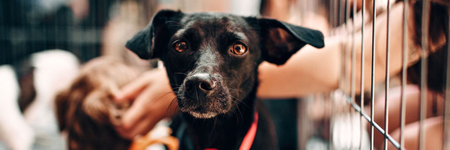 Finding the right fit between rescue dog and adopter matters, says Sarah Rutten. Photo: suppled