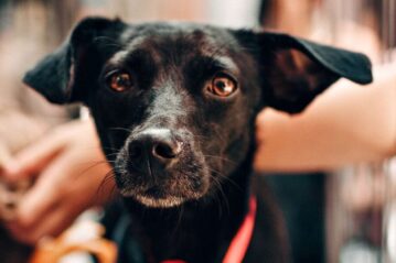 Finding the right fit between rescue dog and adopter matters, says Sarah Rutten. Photo: suppled