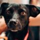 Finding the right fit between rescue dog and adopter matters, says Sarah Rutten. Photo: suppled