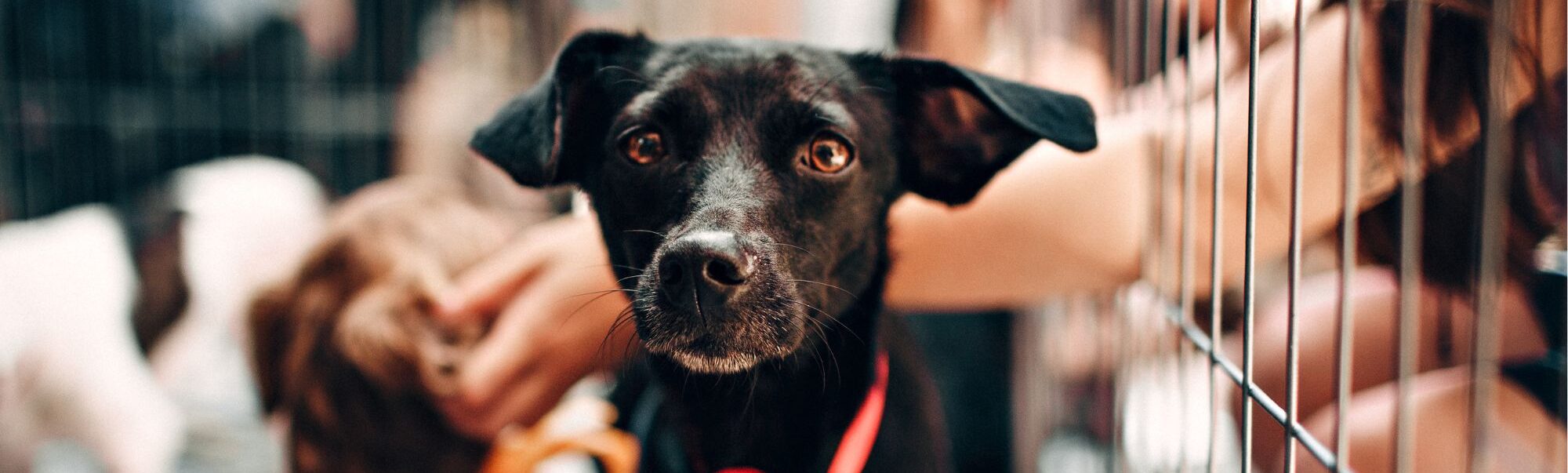 Finding the right fit between rescue dog and adopter matters, says Sarah Rutten. Photo: suppled