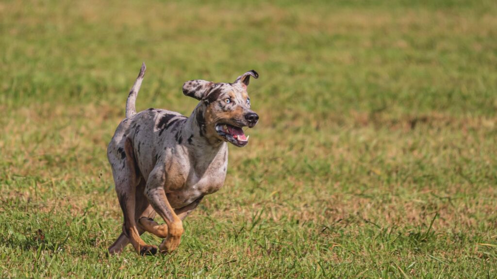 Council is to begin assessing proposed sites for the new dog parks. Photo: Aleksandr Tarlokov/ Pixabay