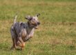 Council is to begin assessing proposed sites for the new dog parks. Photo: Aleksandr Tarlokov/ Pixabay