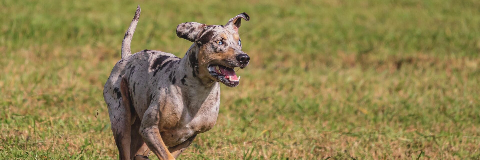 Council is to begin assessing proposed sites for the new dog parks. Photo: Aleksandr Tarlokov/ Pixabay