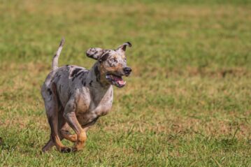 Council is to begin assessing proposed sites for the new dog parks. Photo: Aleksandr Tarlokov/ Pixabay