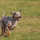 Council is to begin assessing proposed sites for the new dog parks. Photo: Aleksandr Tarlokov/ Pixabay
