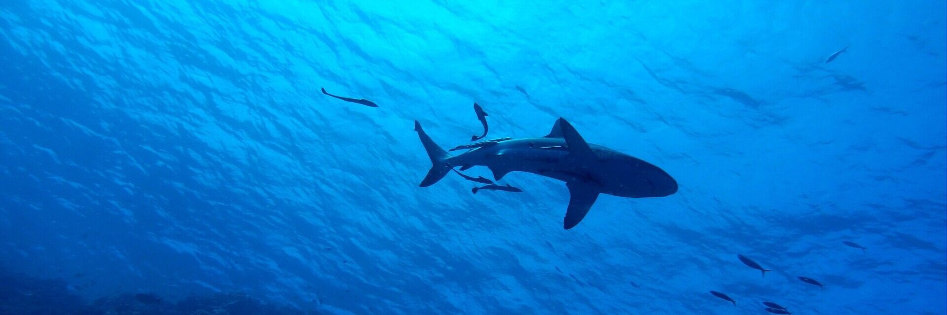 A shark swims among schools of fish on the Great Barrier Reef. Photo: Des Kerri-gan/Pixabay