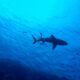 A shark swims among schools of fish on the Great Barrier Reef. Photo: Des Kerri-gan/Pixabay