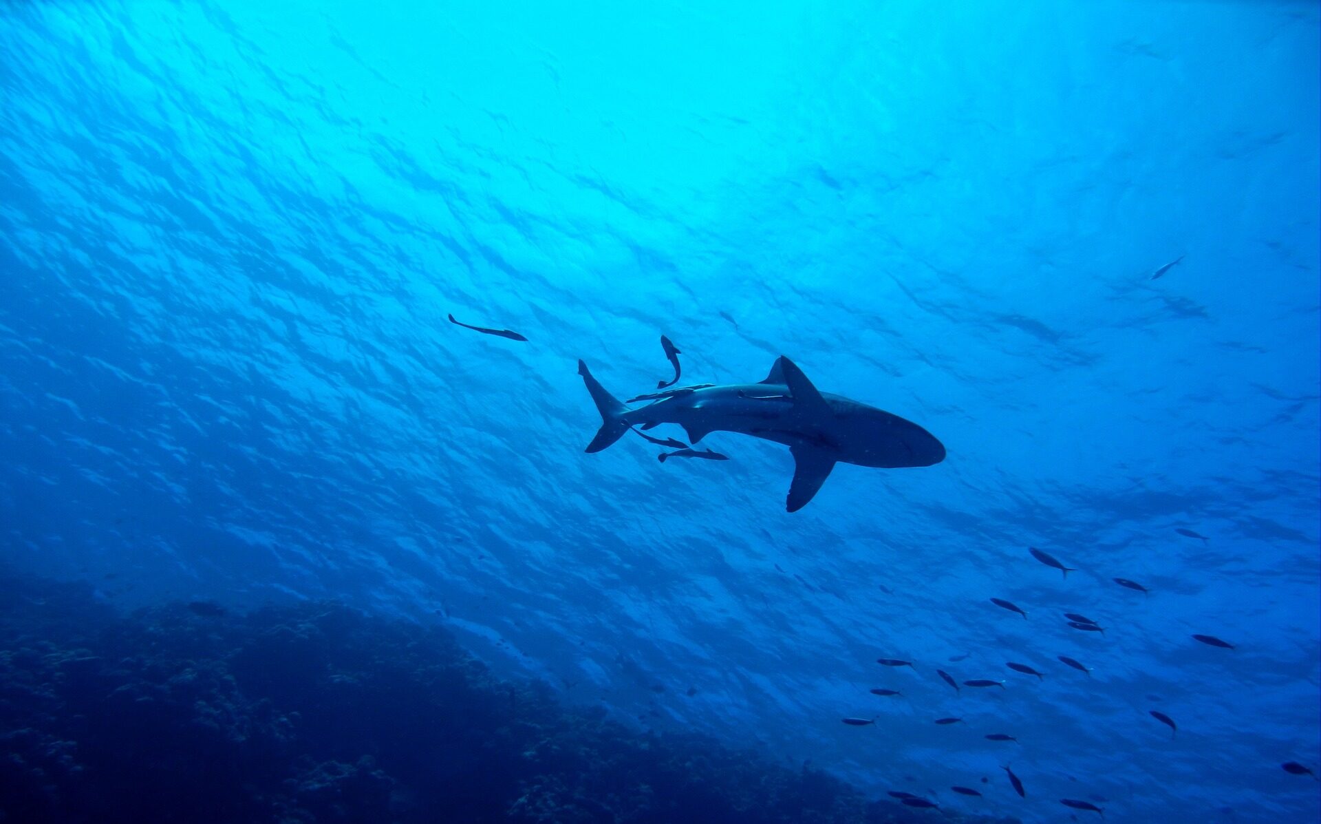 A shark swims among schools of fish on the Great Barrier Reef. Photo: Des Kerri-gan/Pixabay