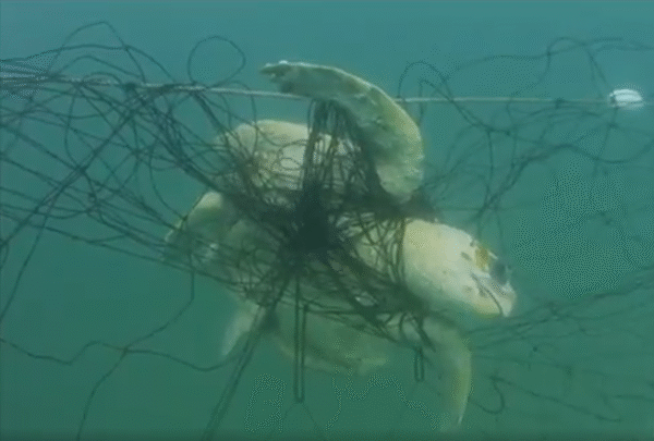 Thirty-seven turtles were caught in Queensland shark nets during 2024, conservatists say. Photo: HWA.