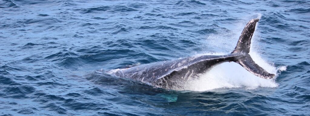 A humpback whale breaches during the 2014 whale watching season in Moreton Bay, Brisbane. Photo: ANDREW KACIMAIWAI