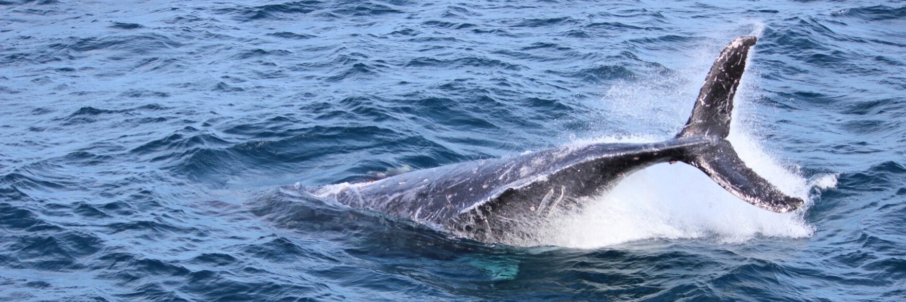 A humpback whale breaches during the 2014 whale watching season in Moreton Bay, Brisbane. Photo: ANDREW KACIMAIWAI