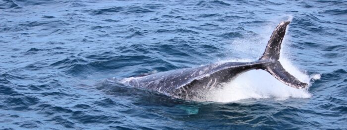A humpback whale breaches during the 2014 whale watching season in Moreton Bay, Brisbane. Photo: ANDREW KACIMAIWAI